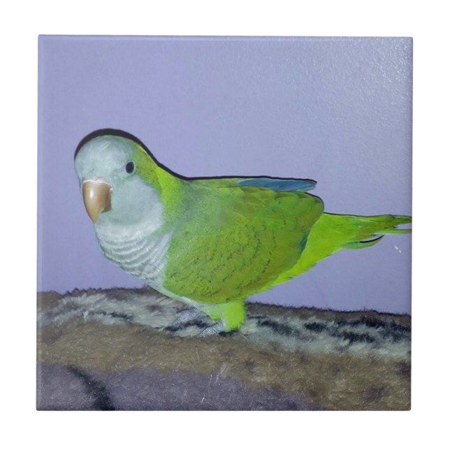 Carreau Quaker Parrot (Devant)