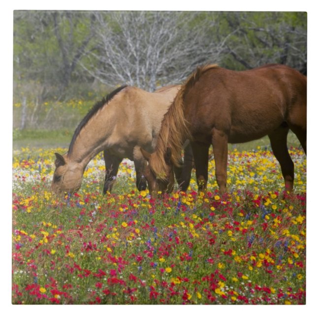 Carreau Quarter Horse dans le champ de fleurs sauvages prè (Devant)