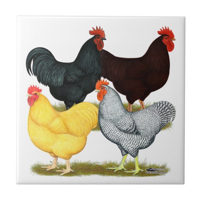 Carreau Quartet lourd de poulet de coq (Devant)