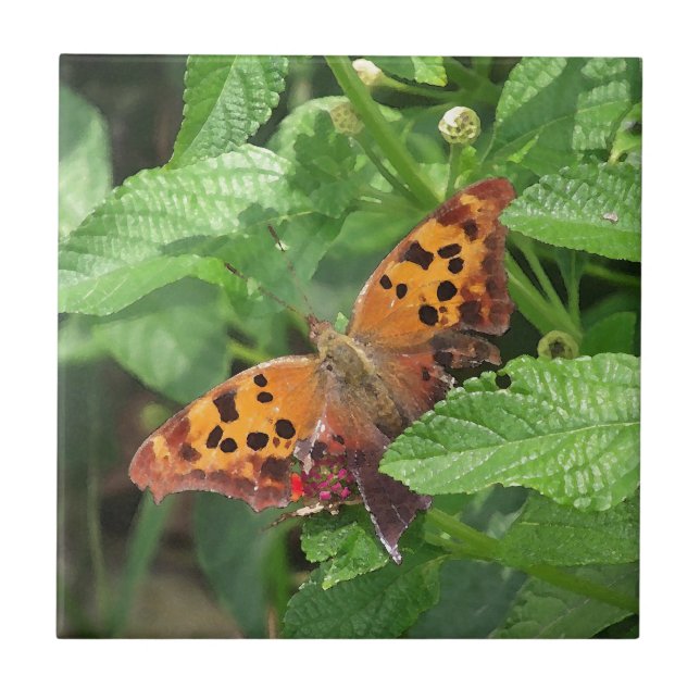 Carreau Question Mark Butterfly on Lantana (Devant)
