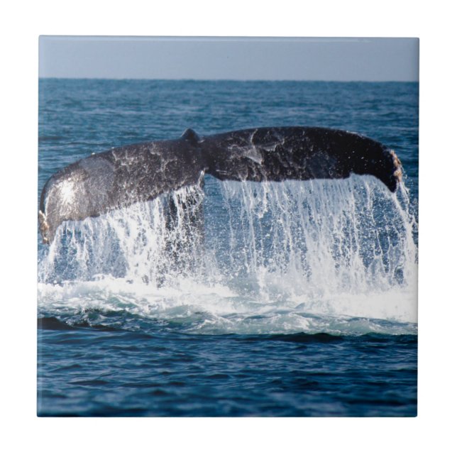 Carreau Queue de baleine (Devant)