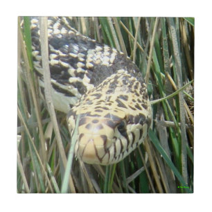 Carreau R4 Couleuvre gophère dans l'herbe Tête vue