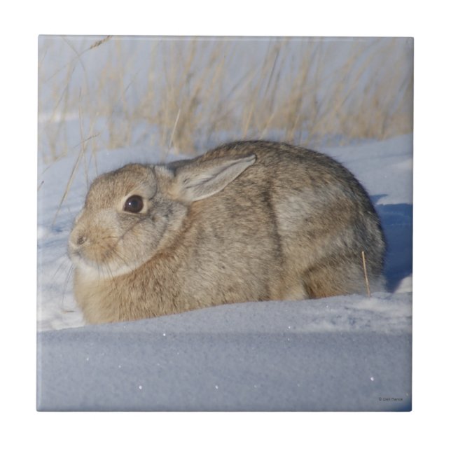 Carreau R5 Lapin de coton dans la neige (Devant)