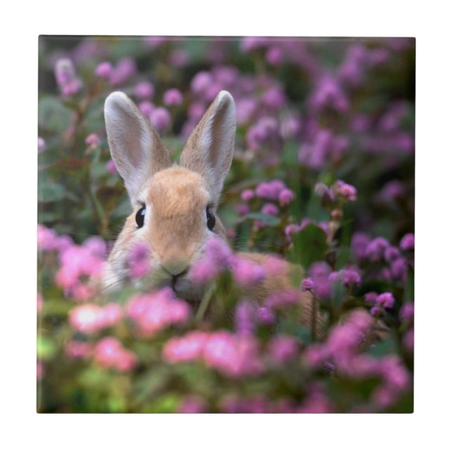 Carreau Rabbit farm (Devant)