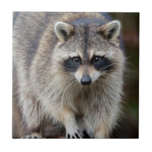 Carreau Raccoon, Procyon lotor, Floride, USA 2