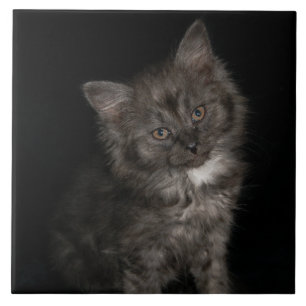 Carreau Ragdoll kitten ragdoll chat visage noir blanc chat
