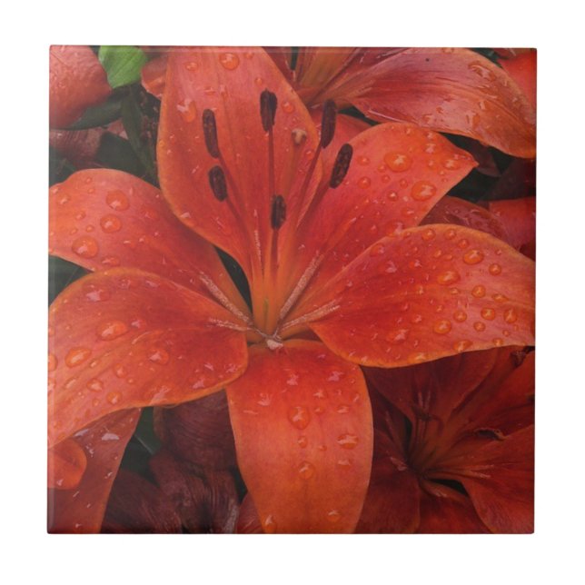 Carreau Raindrops sur une Lily (Devant)