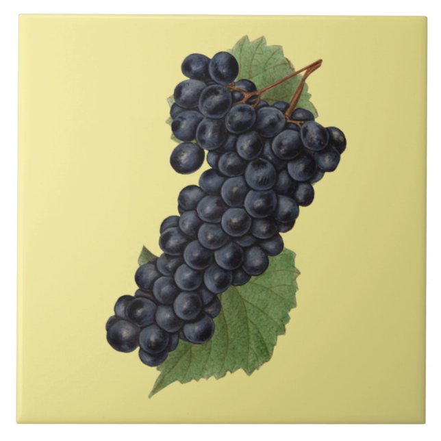Carreau Raisins rouges Botanique ~Cuisine~N'importe quel A (Devant)
