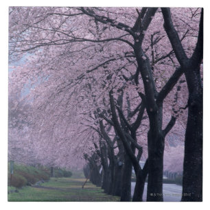 Carreau Rangée des arbres de cherryblossom