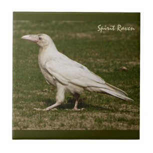 Carreau Rare White Raven Faune Photographie