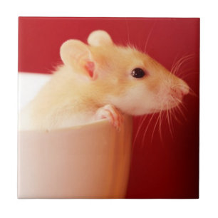 Carreau Rat de bébé