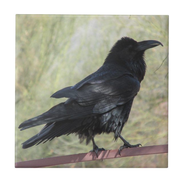 Carreau Raven (Devant)