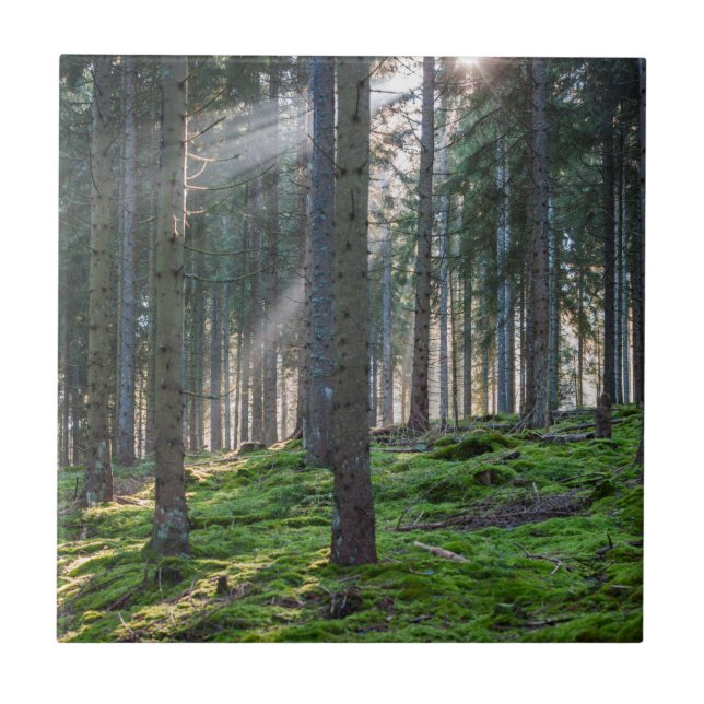 Carreau Rayons de soleil dans la Forêt-Noire (Devant)