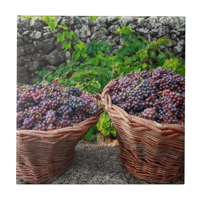 Carreau Récolte de raisin (Devant)