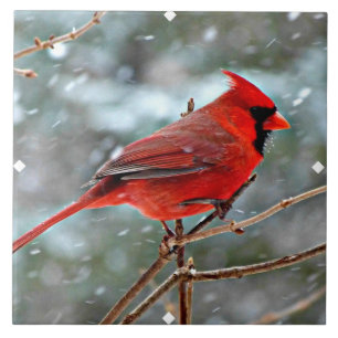 Carreau Red Cardinal