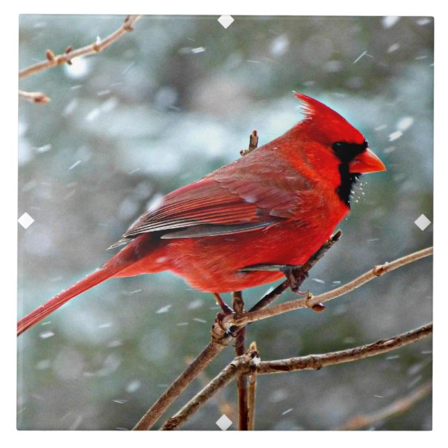 Carreau Red Cardinal (Devant)
