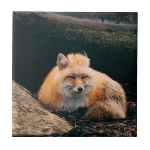 Carreau Red Fox dormant
