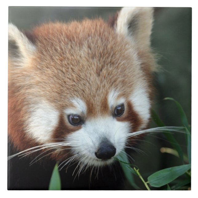Carreau Red Panda, Zoo de Taronga, Sydney, Australie (Devant)