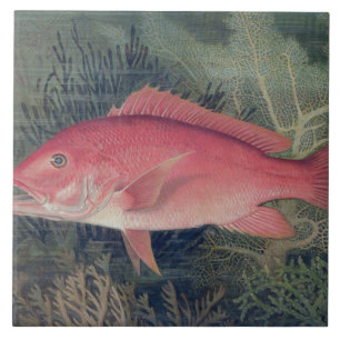 Carreau Red Snapper, de 'Game Fishes of the United State
