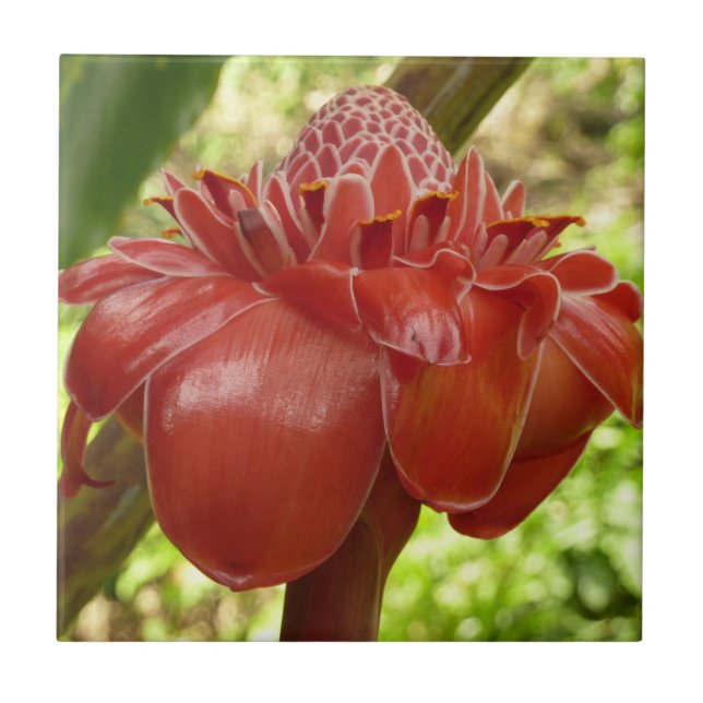 Carreau Red Torch Ginger Tropical Flower Photographie (Devant)