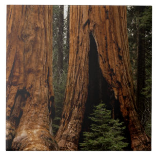 Carreau Redwood Trees, Sequoia National Park.