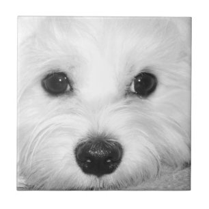 Carreau Regard âcheux du chien maltais