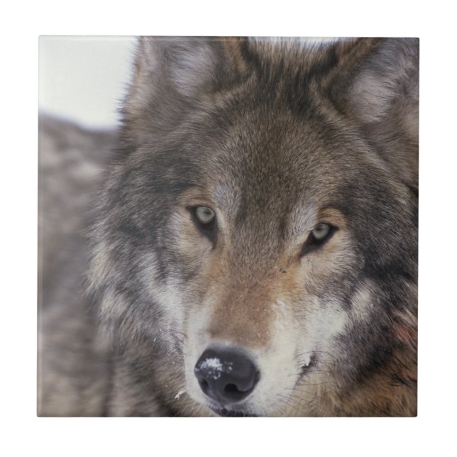 Carreau Regard fixe de loup (Devant)