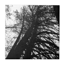 Regardez dans les arbres
