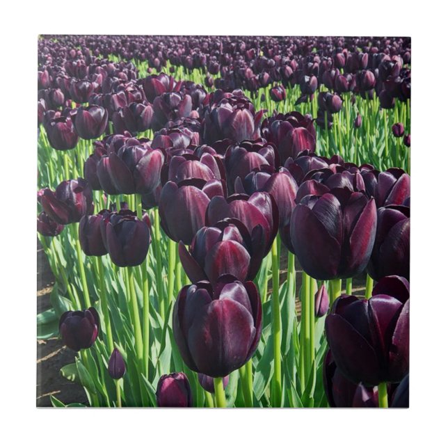 Carreau Reine des tulipes de nuit (Devant)