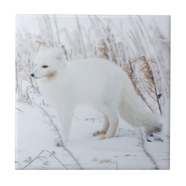Carreau Renard arctique (Devant)