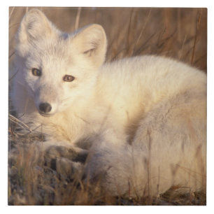 Carreau renard arctique, Alopex lagopus