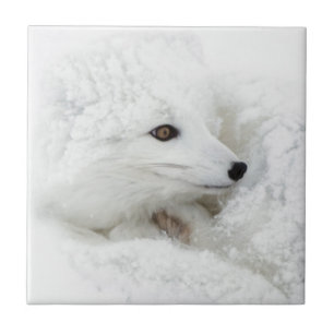 Carreau Renard arctique recroquevillé en hiver