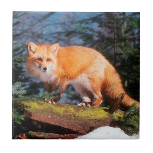 Carreau Renard rouge sur un journal