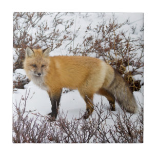 Carreau Renard roux dans la neige en hiver