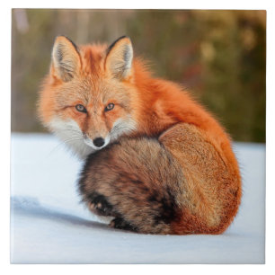 Carreau Renard roux dans la neige   Yukon
