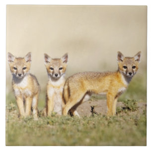 Carreau Renard roux (Vulpes macrotis) jeune au terrier, 3