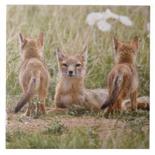 Carreau Renard swift (Vulpes velox) femelle avec des jeune