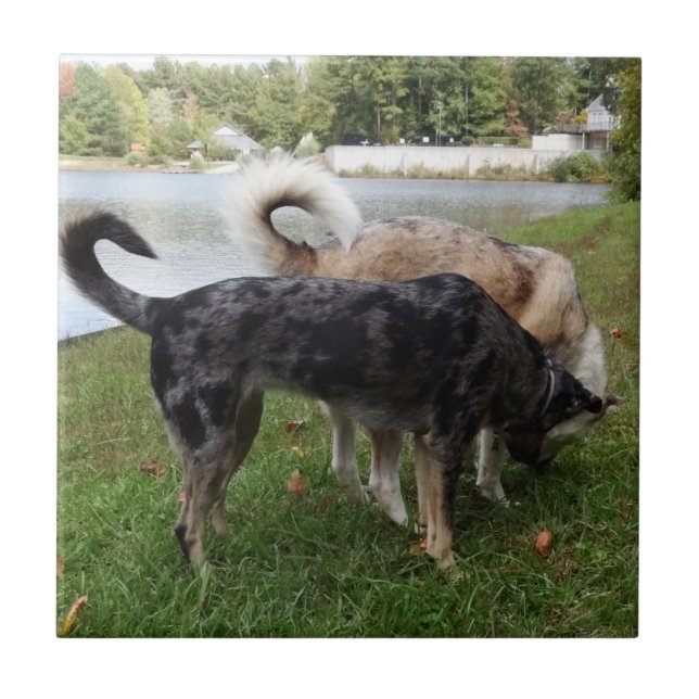 Carreau Reniflement de chien de léopard de Catahoula et de (Devant)