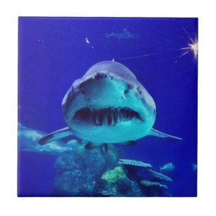 Carreau Requin tigre