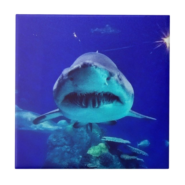 Carreau Requin tigre (Devant)