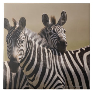 Carreau Réservation nationale de Mara de masai, Kenya,