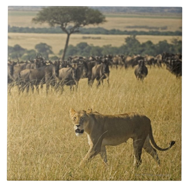 Carreau Réservation nationale de Mara de masai, Kenya, (Devant)