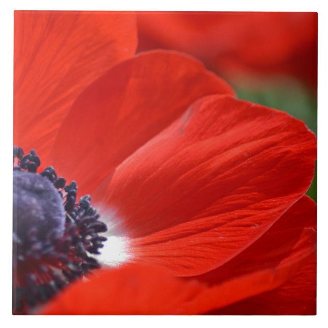 Carreau Ressort rouge de pavot floral (Devant)