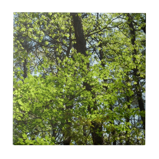 Carreau Ressource Feuille (Devant)