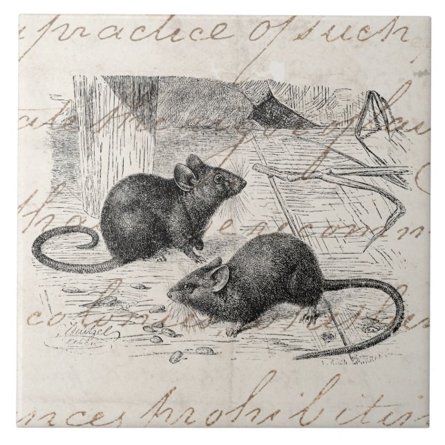 Carreau Rétro parchemin de souris de 1800s de souris (Devant)