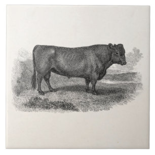 Carreau Rétros taureaux de vache de 1800s à illustration