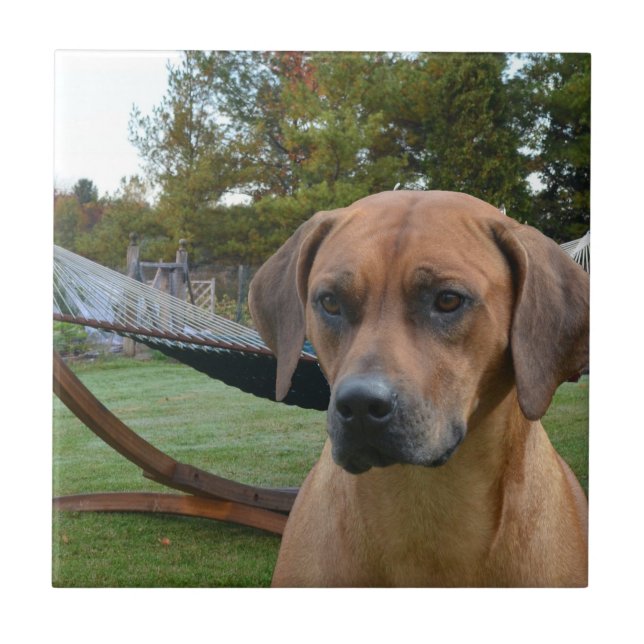 Carreau Rhodesian mignon Ridgeback (Devant)