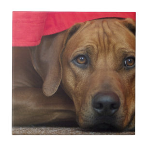 Carreau rhodesian-ridgeback