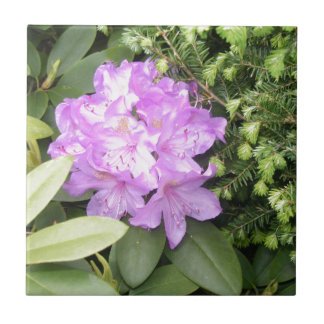 Carreau Rhododendron - fleurs pourpres au printemps