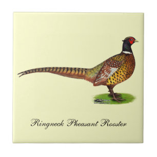 Carreau Ringneck Pheasant Rooster